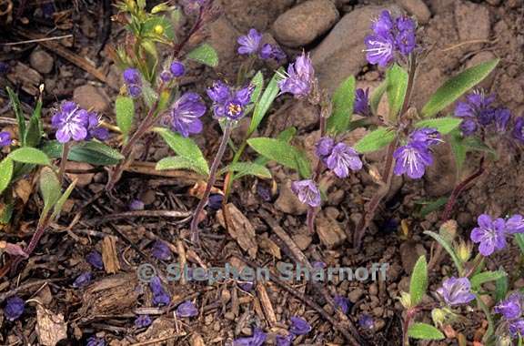 phacelia eisenii 3 graphic